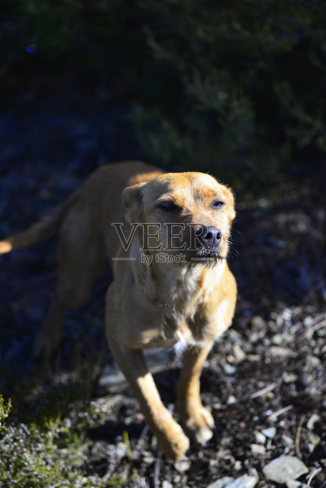 猎犬浅棕色照片摄影图片