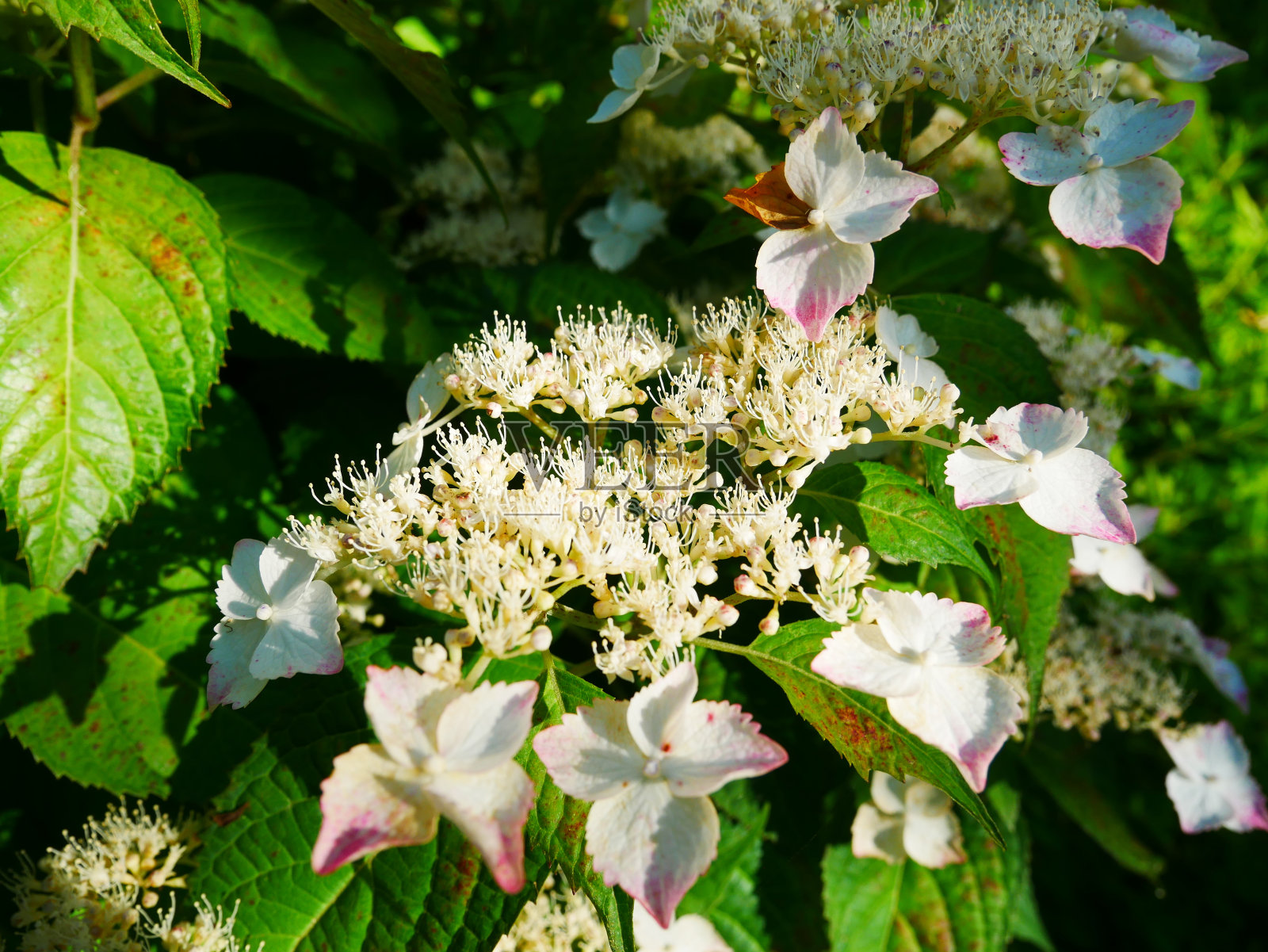 绣球花，2022年6月，日本岐阜县照片摄影图片