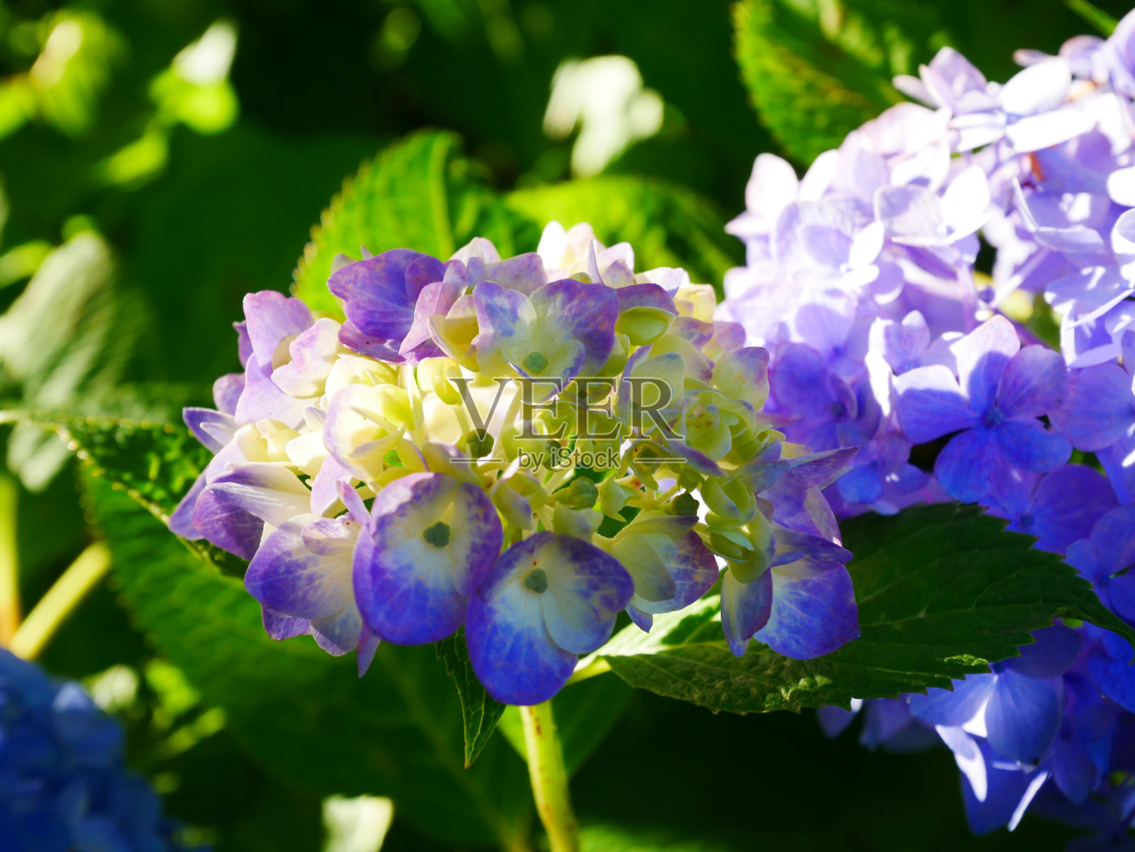 绣球花，2022年6月，日本岐阜县照片摄影图片