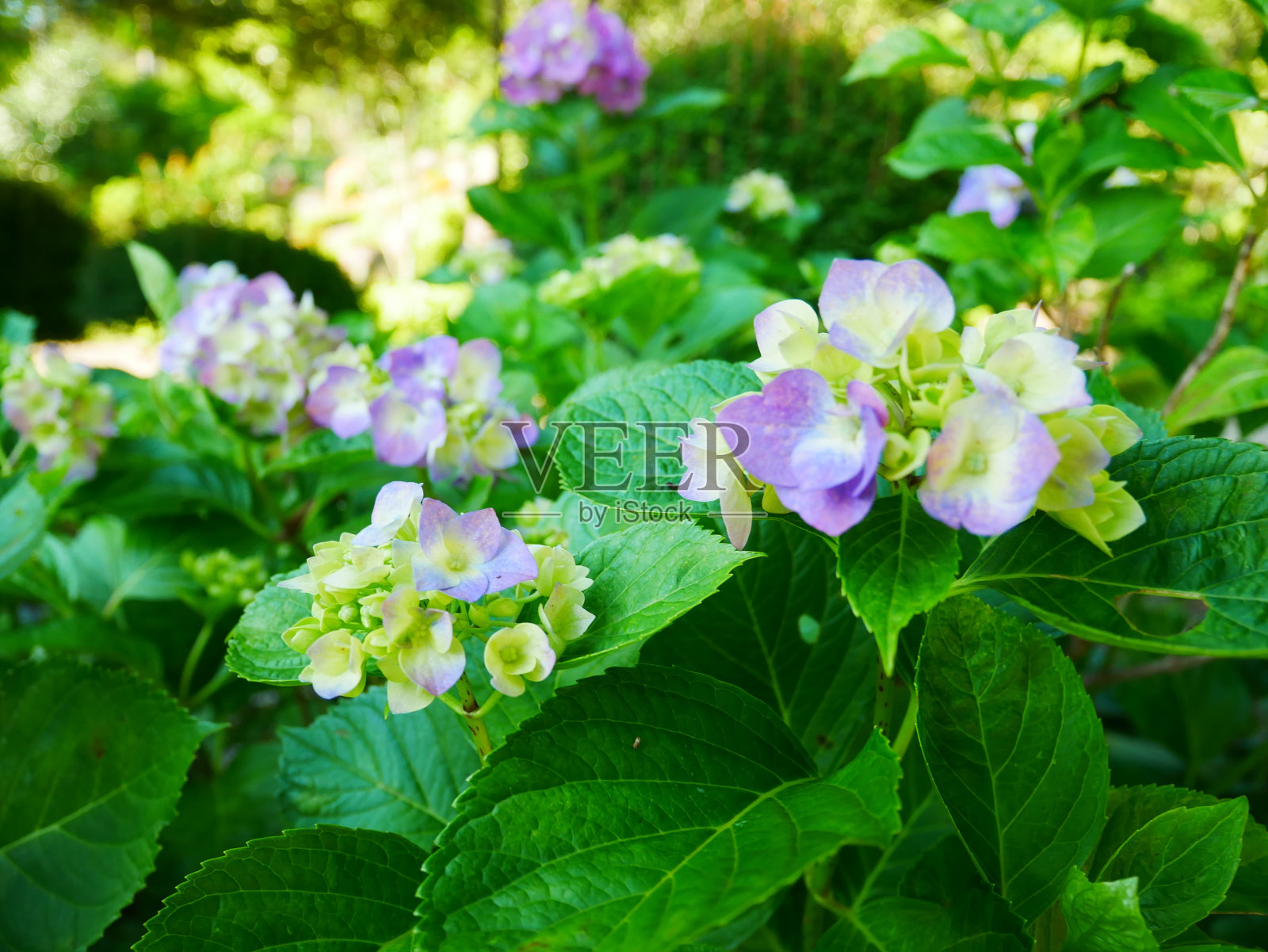 绣球花，2022年6月，日本岐阜县照片摄影图片