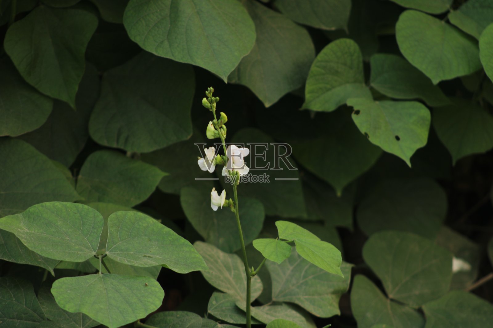 豆花单独在藤蔓生长照片摄影图片