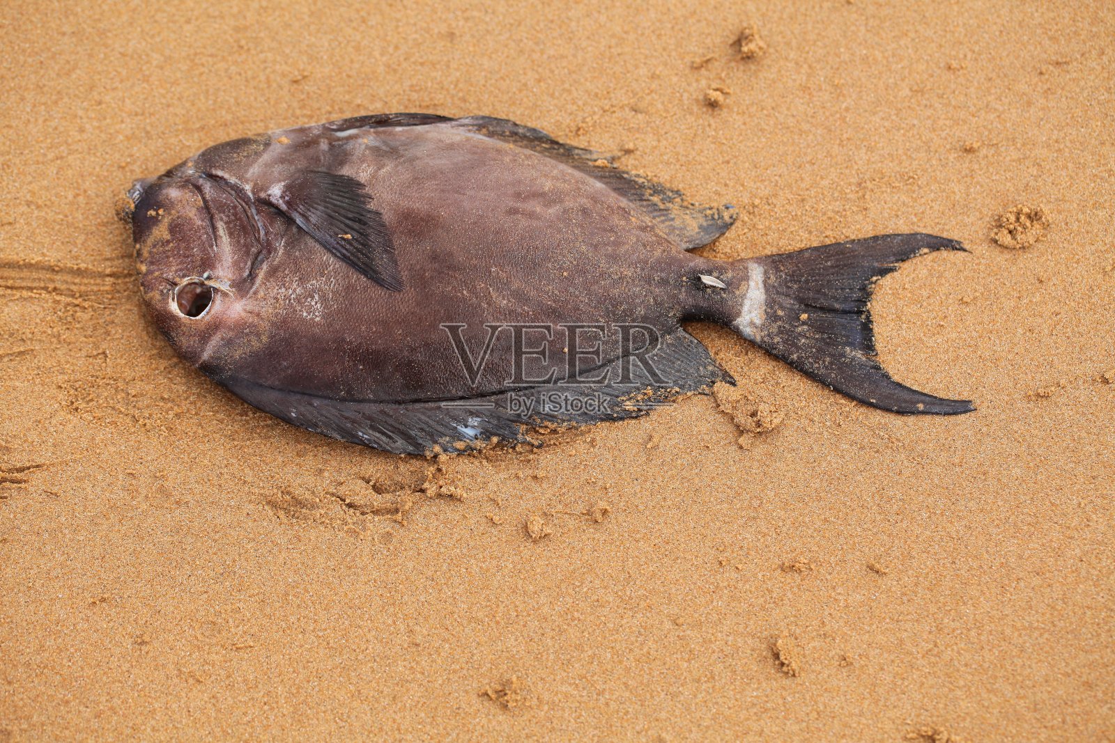 海边沙滩上的热带鱼尸体照片摄影图片