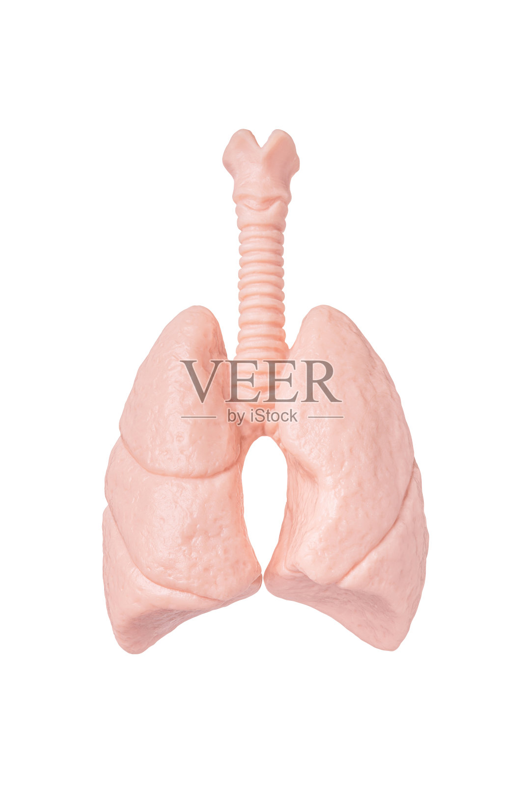 白色背景上的人体肺模型。概念肺科，保健，人体器官移植照片摄影图片