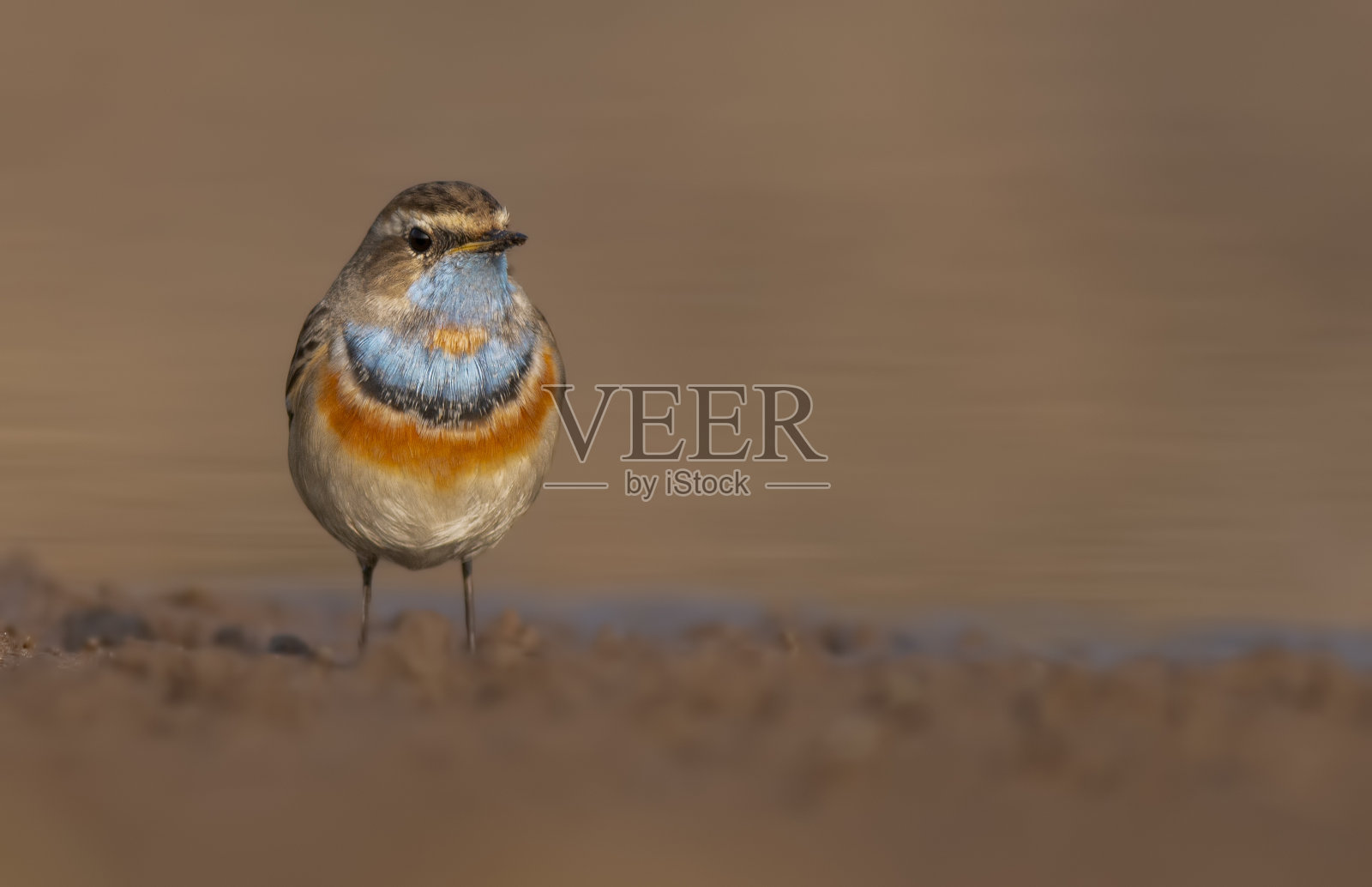 清晨的蓝喉鸟特写照片摄影图片
