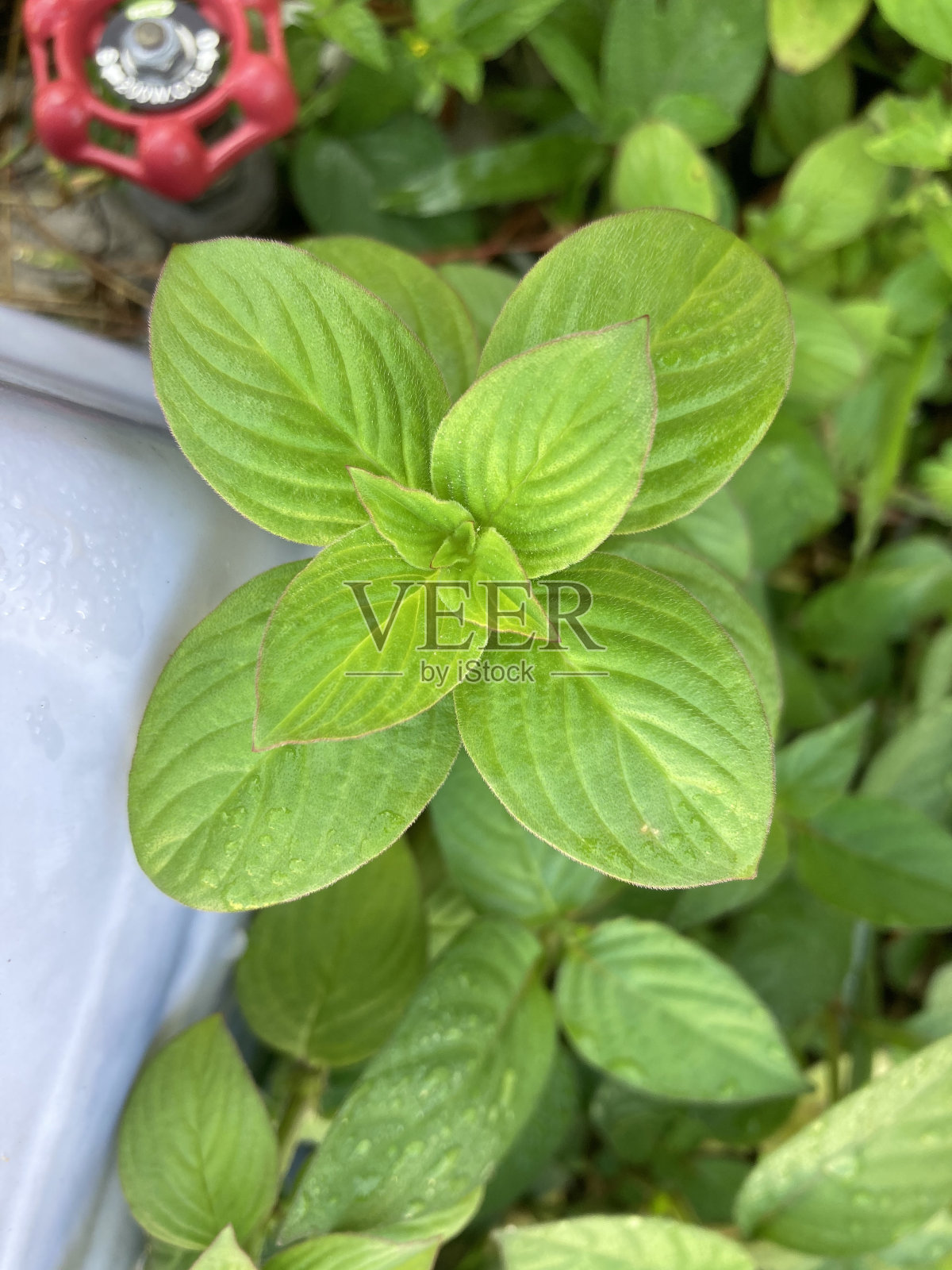 植物上的植物特写镜头照片摄影图片