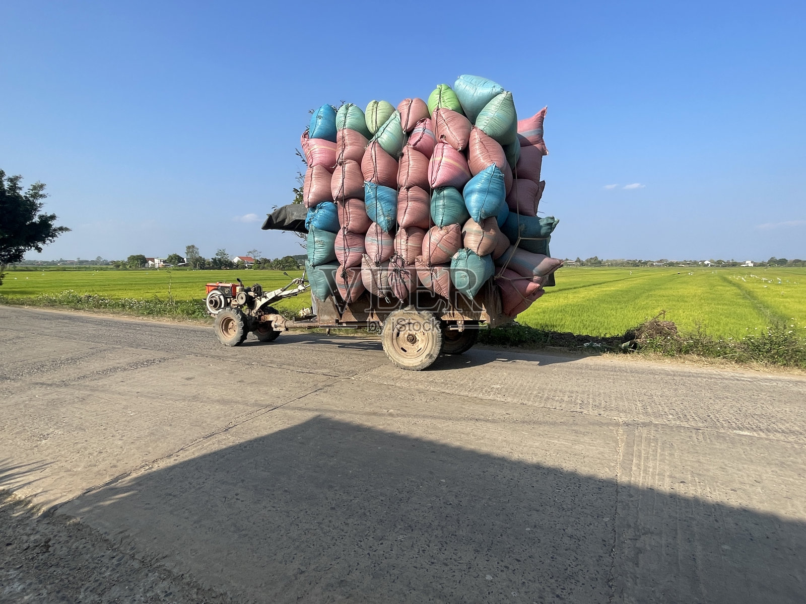 越南达克的稻田照片摄影图片