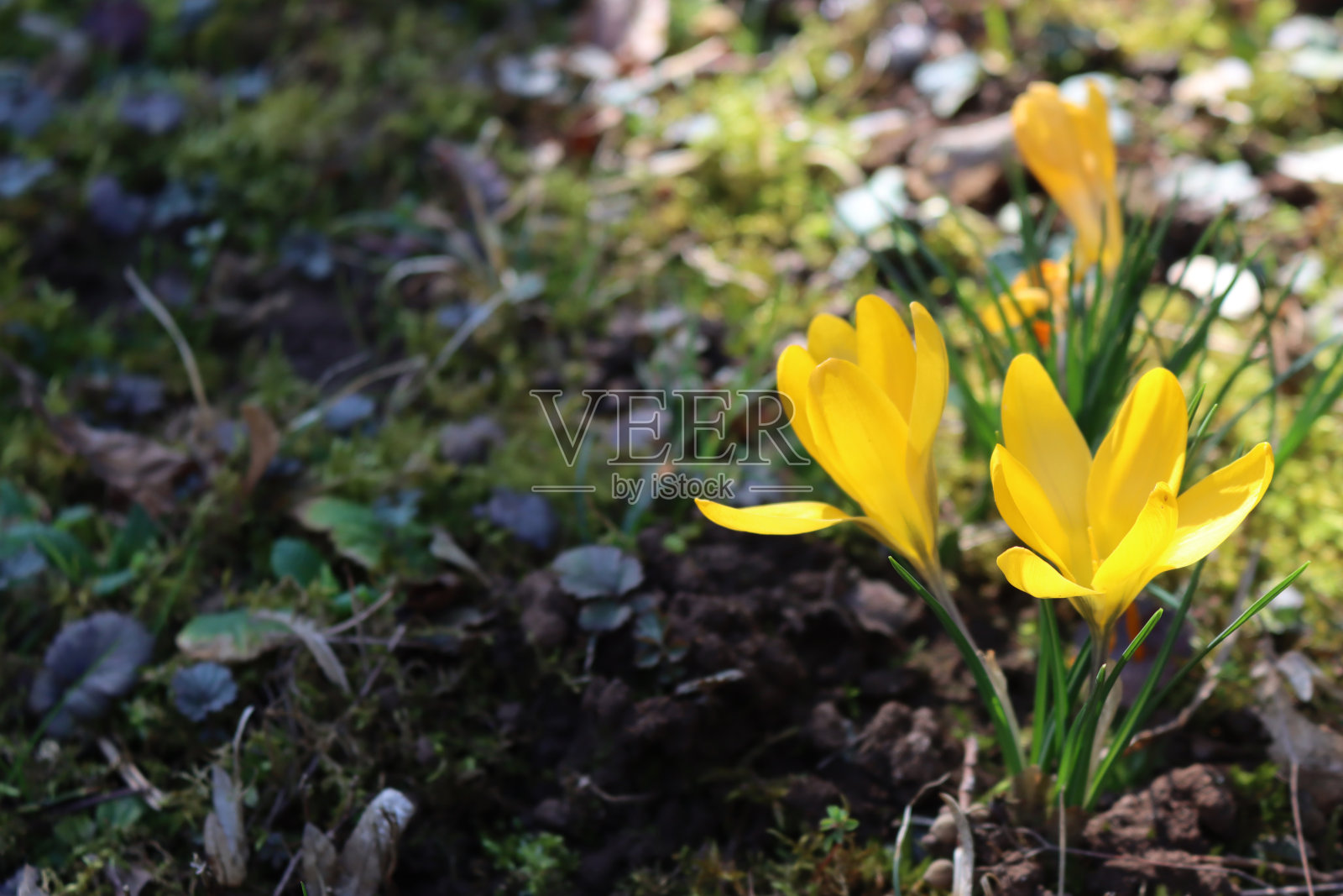 黄色藏红花在空间里绽放照片摄影图片