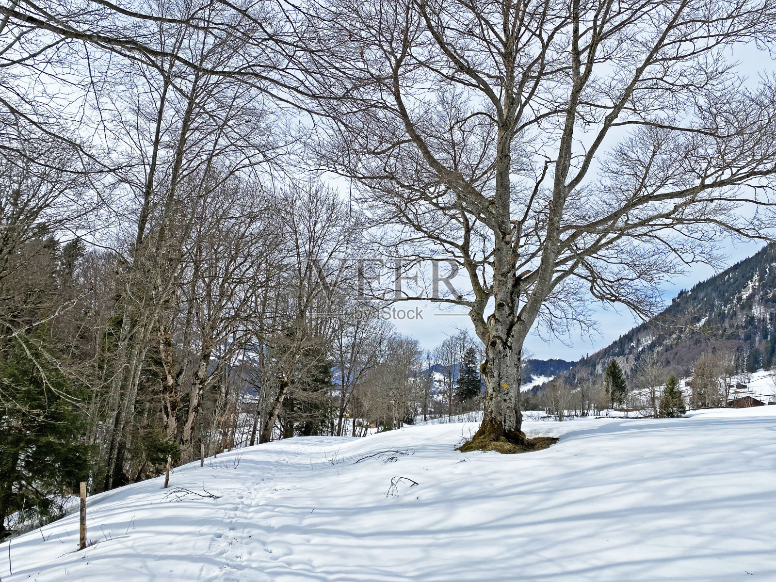 大雪过后，在Obertoggenburg高山山谷和瑞士阿尔卑斯山脉的典型冬季气氛中，阿尔卑斯山树木的风景如画-瑞士(瑞士)的怀尔德豪斯照片摄影图片
