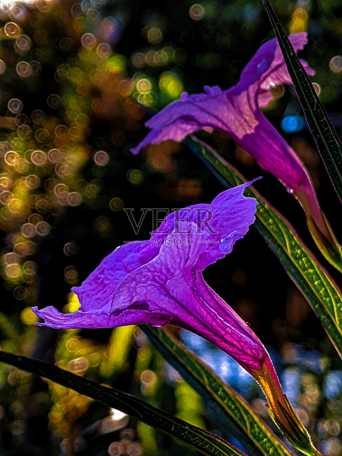 花照片摄影图片