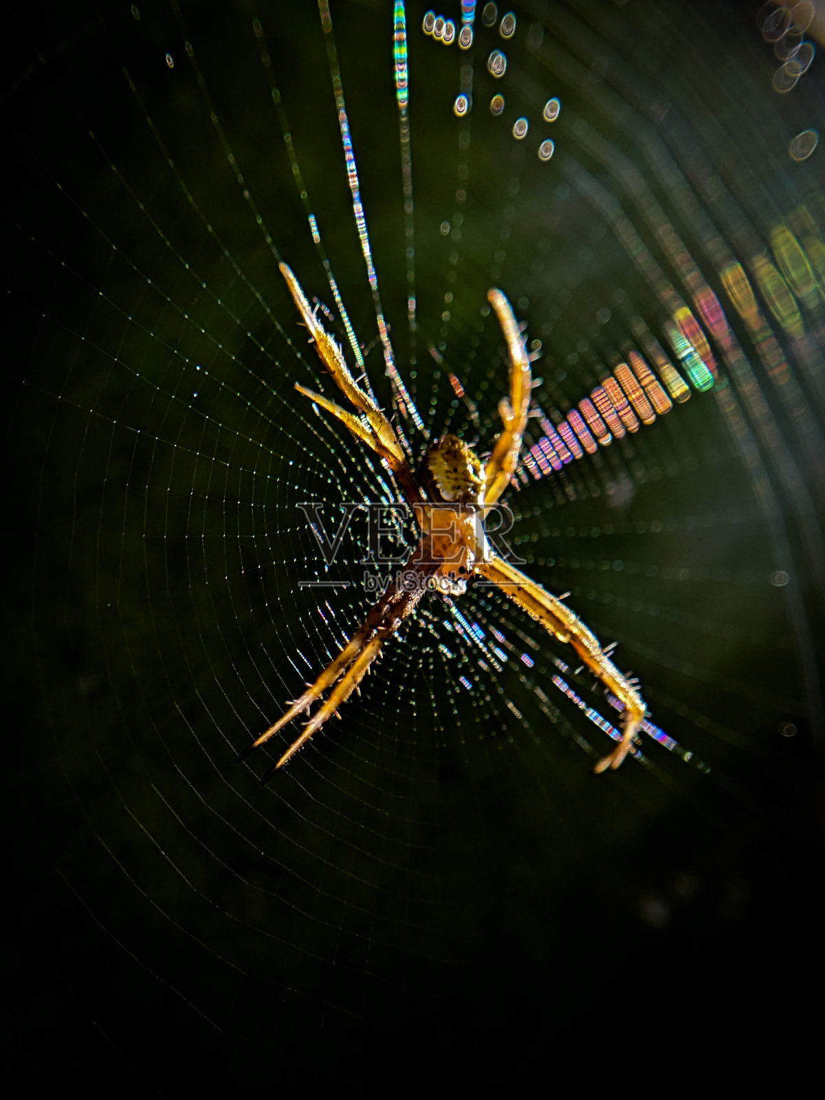 蜘蛛照片摄影图片