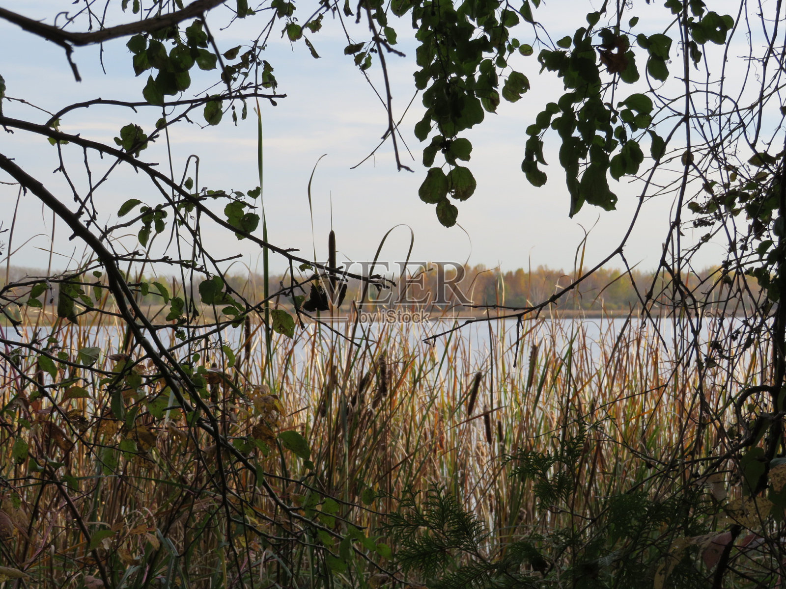 穿过草地照片摄影图片