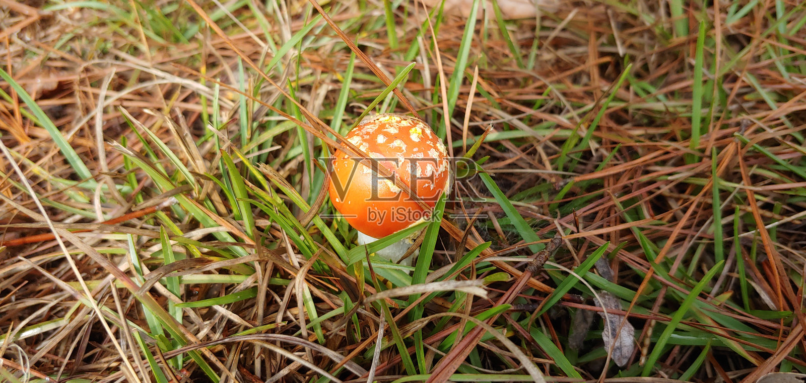 完美的蟾蜍凳子照片摄影图片