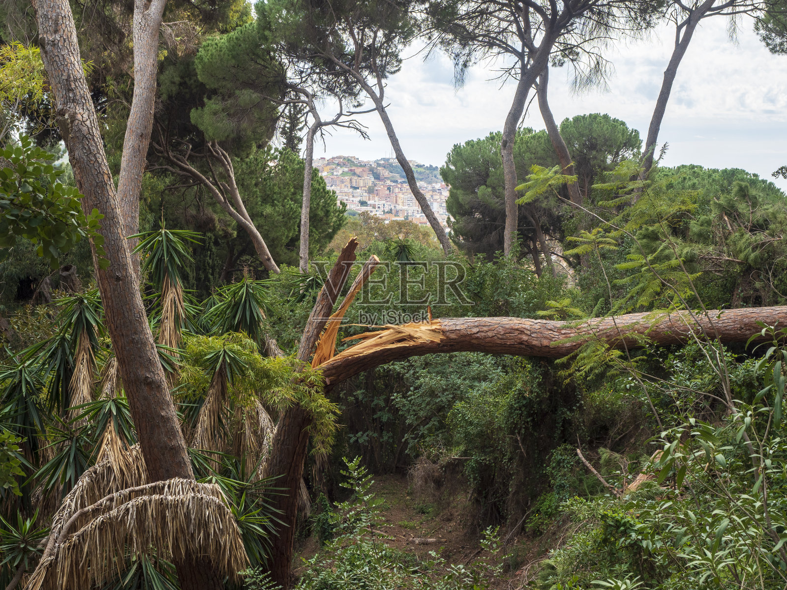 松树被砍伐照片摄影图片