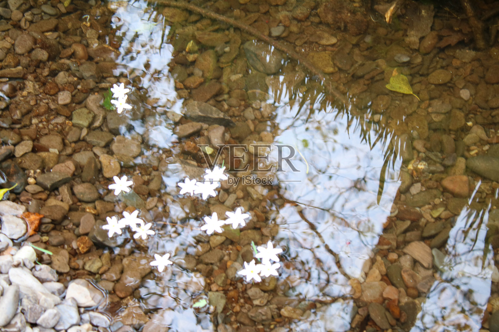 在爱尔兰西科克，平静的池水上漂浮着花朵照片摄影图片