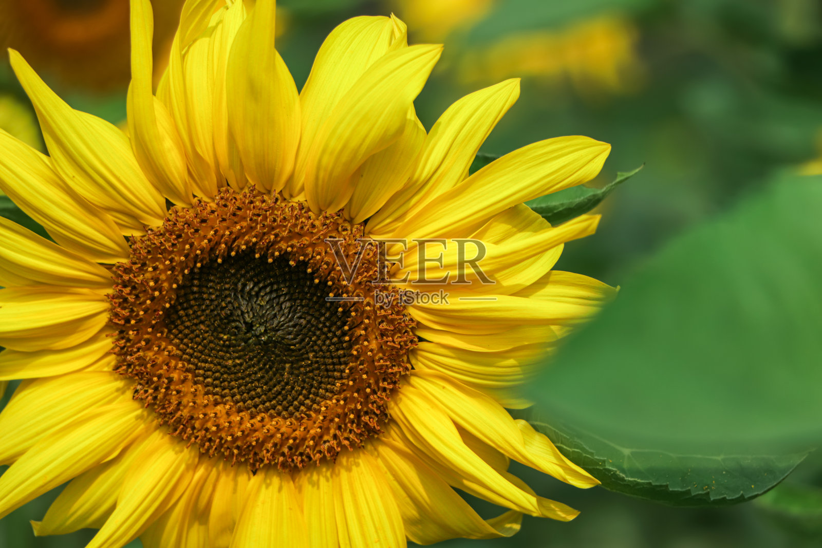 田间向日葵的画像照片摄影图片