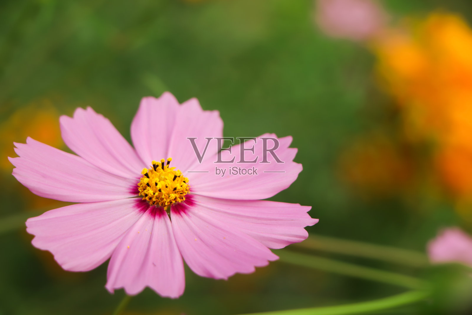 美丽的粉红色宇宙花盛开在花园里。照片摄影图片