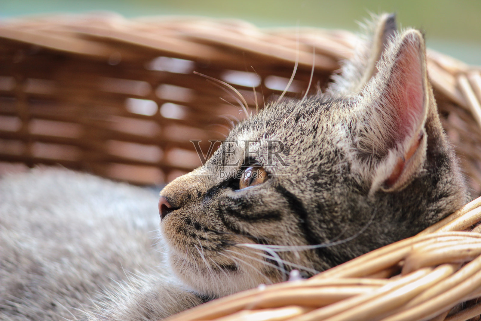 基蒂躺在篮子里，好奇而兴奋地抬头看照片摄影图片