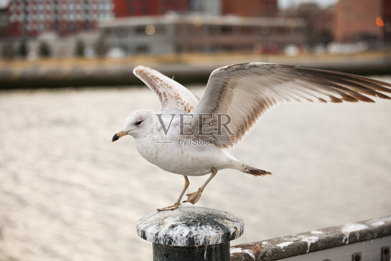 海鸥鸟在晴朗的晴天在城市自然夏季户外显示环境自由照片摄影图片