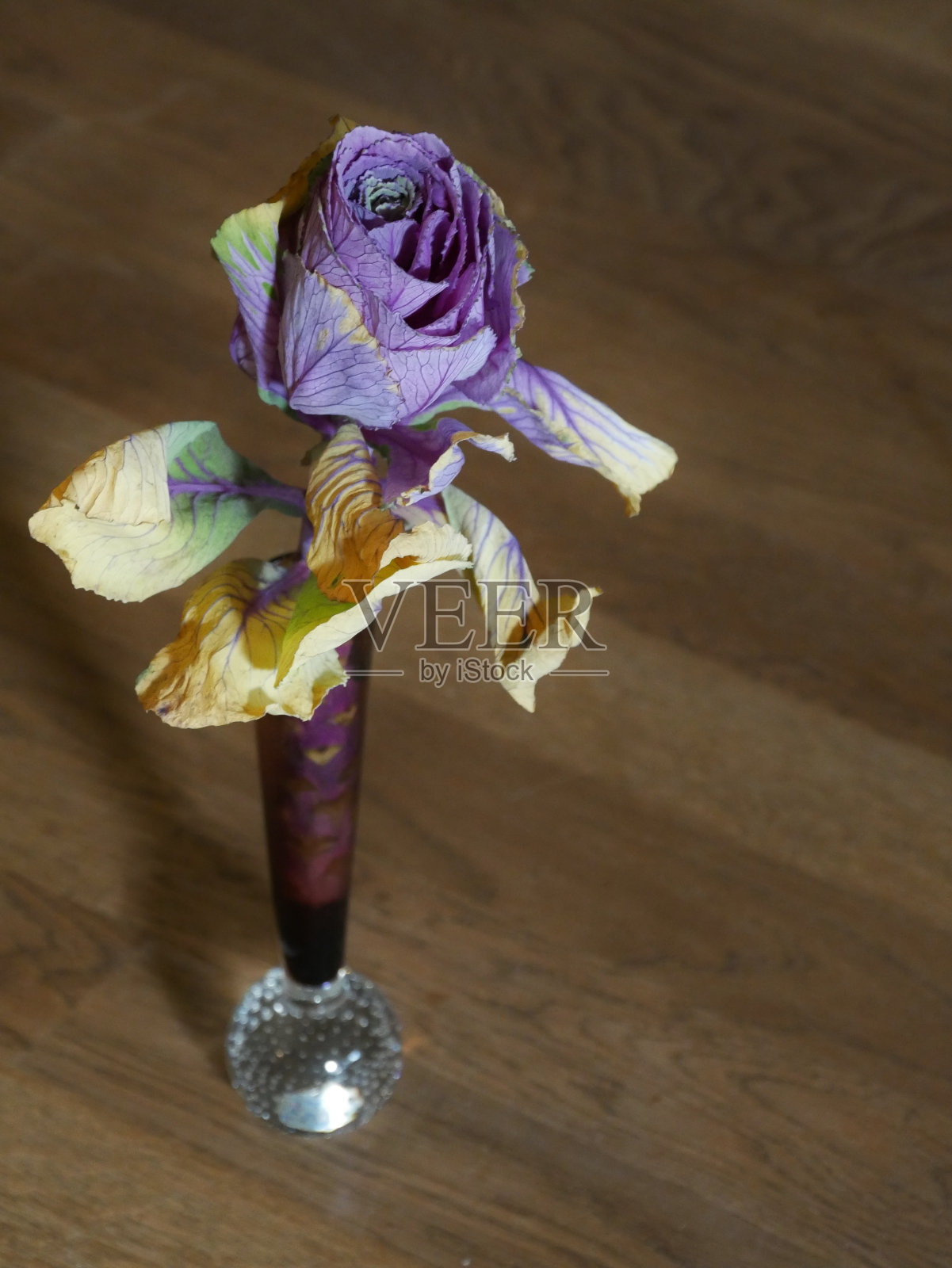 玻璃花瓶里的卷心菜照片摄影图片