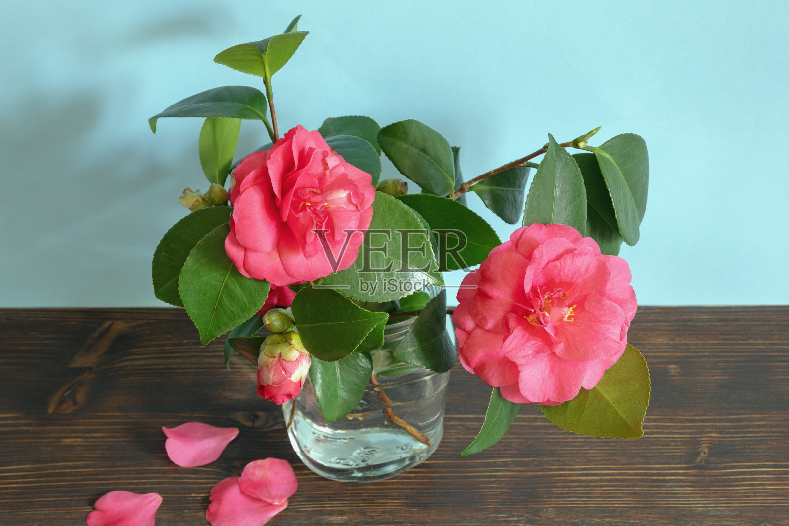 乡村桌子上的玻璃花瓶里有粉红色的山茶花照片摄影图片
