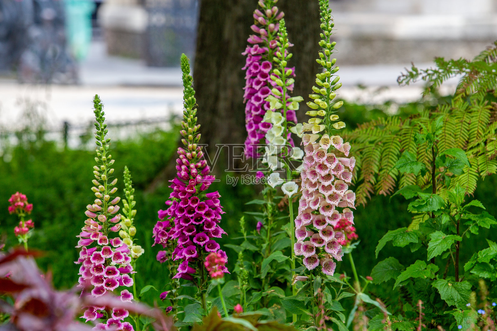 巴黎蒙索公园的毛地黄紫色(和粉红色)照片摄影图片