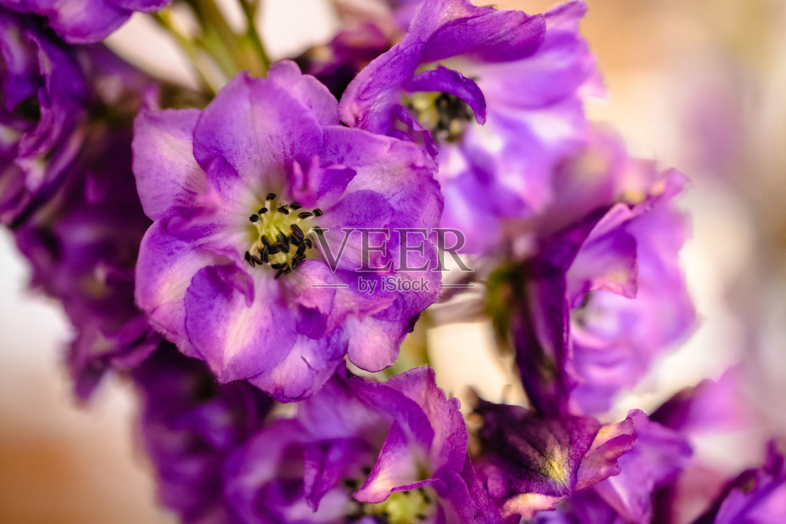 精美的紫色花朵接近模糊的背景照片摄影图片