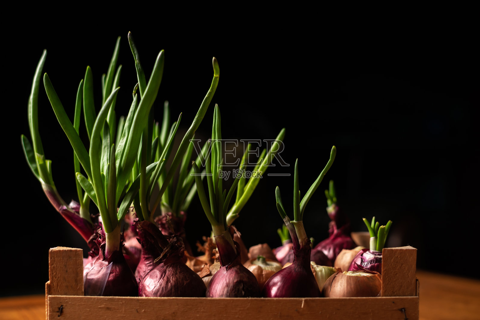 在黑色背景的木箱里种植青葱。家庭园艺。为厨房需要而种植洋葱。照片摄影图片