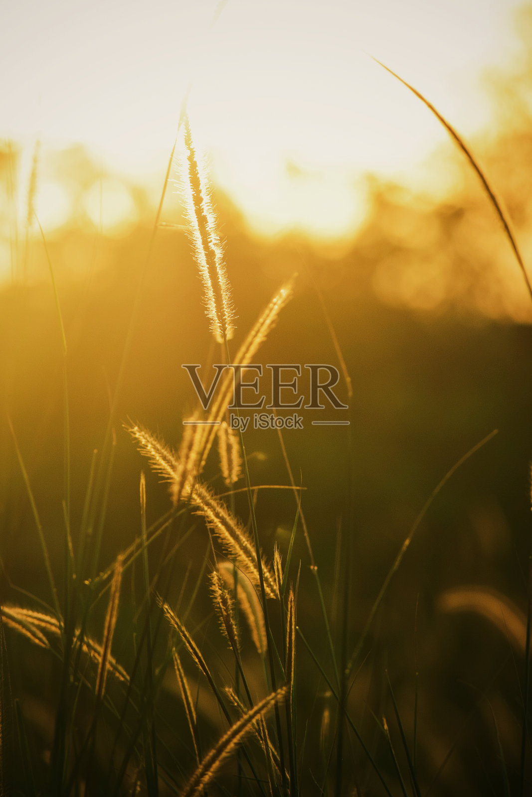 自然照片摄影图片