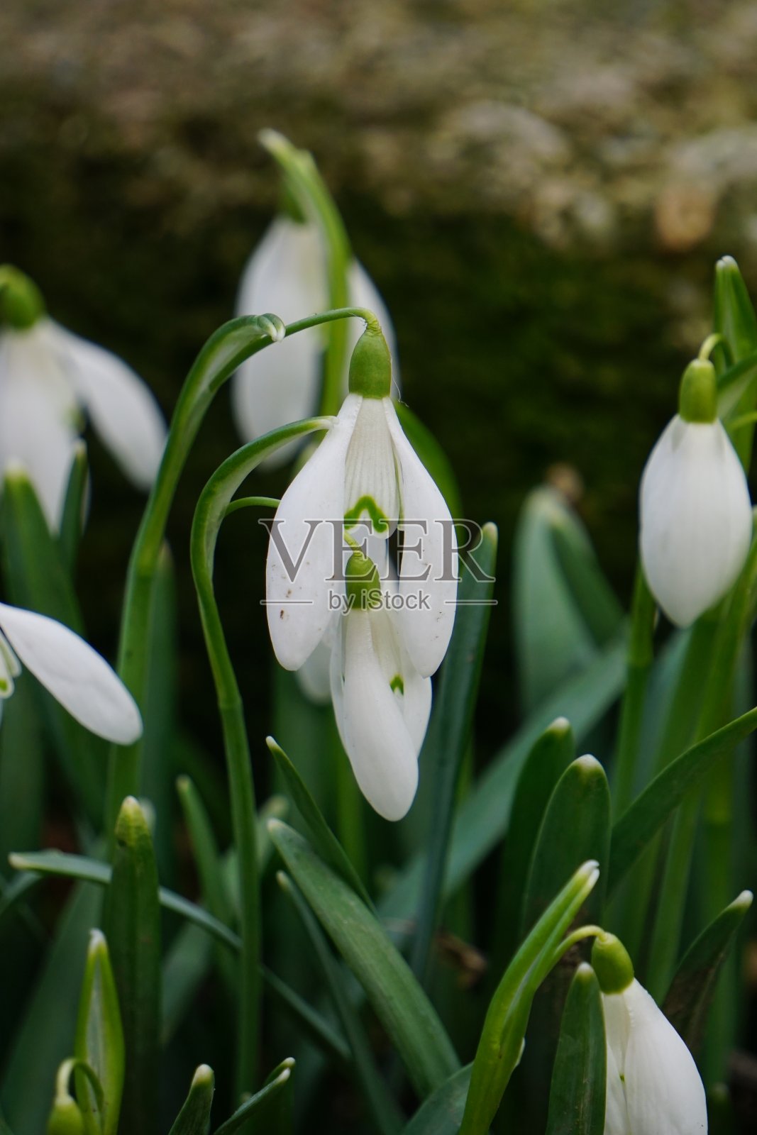 雪花莲花照片摄影图片