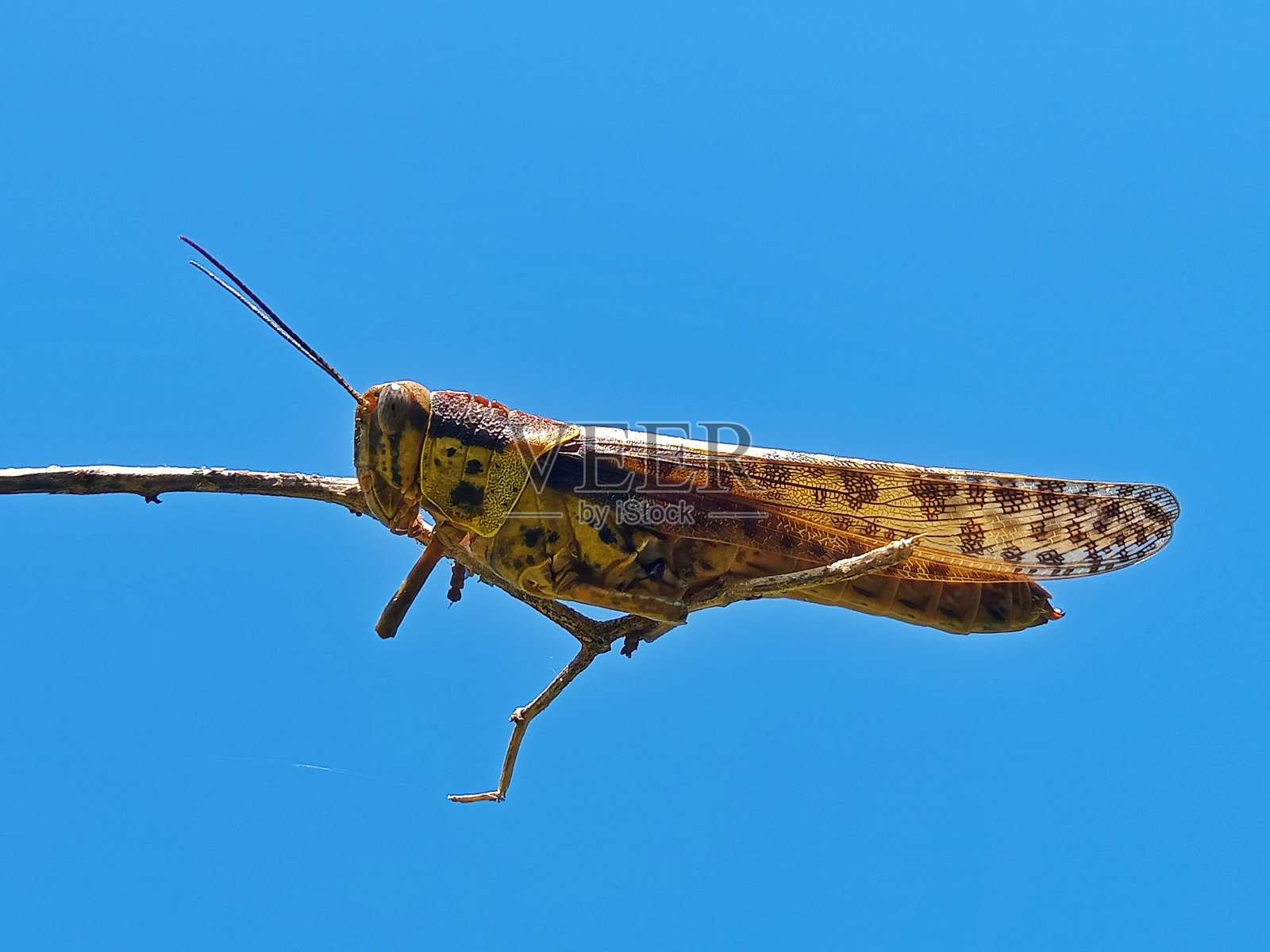 蓝天背景下的槐树摄影照片摄影图片