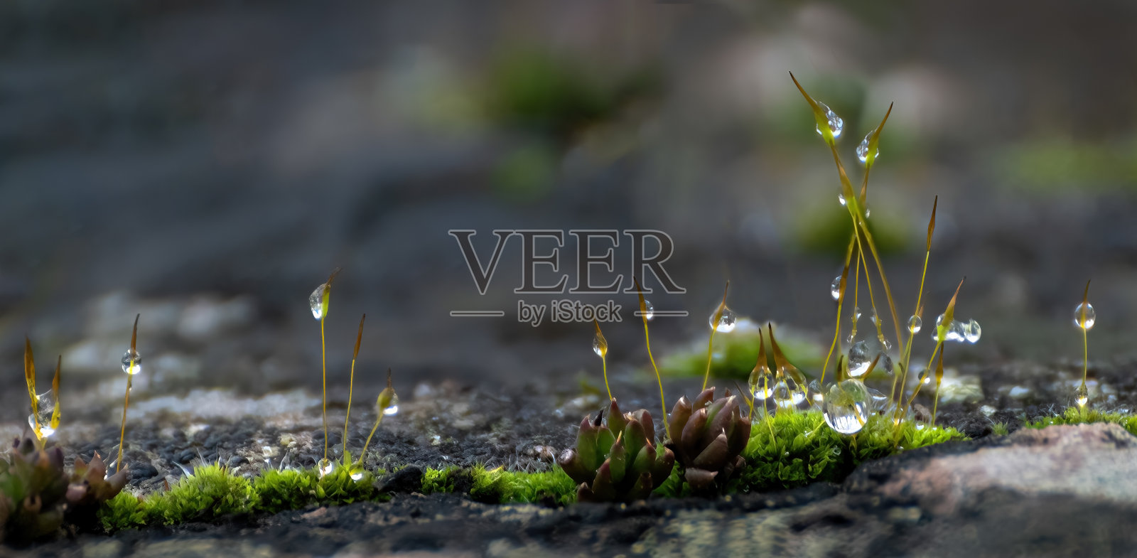 粉彩背景上有雨滴的苔藓照片摄影图片