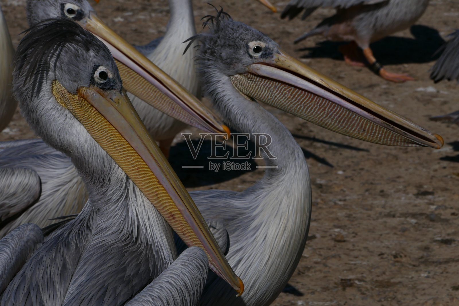 奥德西格恩非洲保护区，鹈鹕在等待鱼的分配照片摄影图片