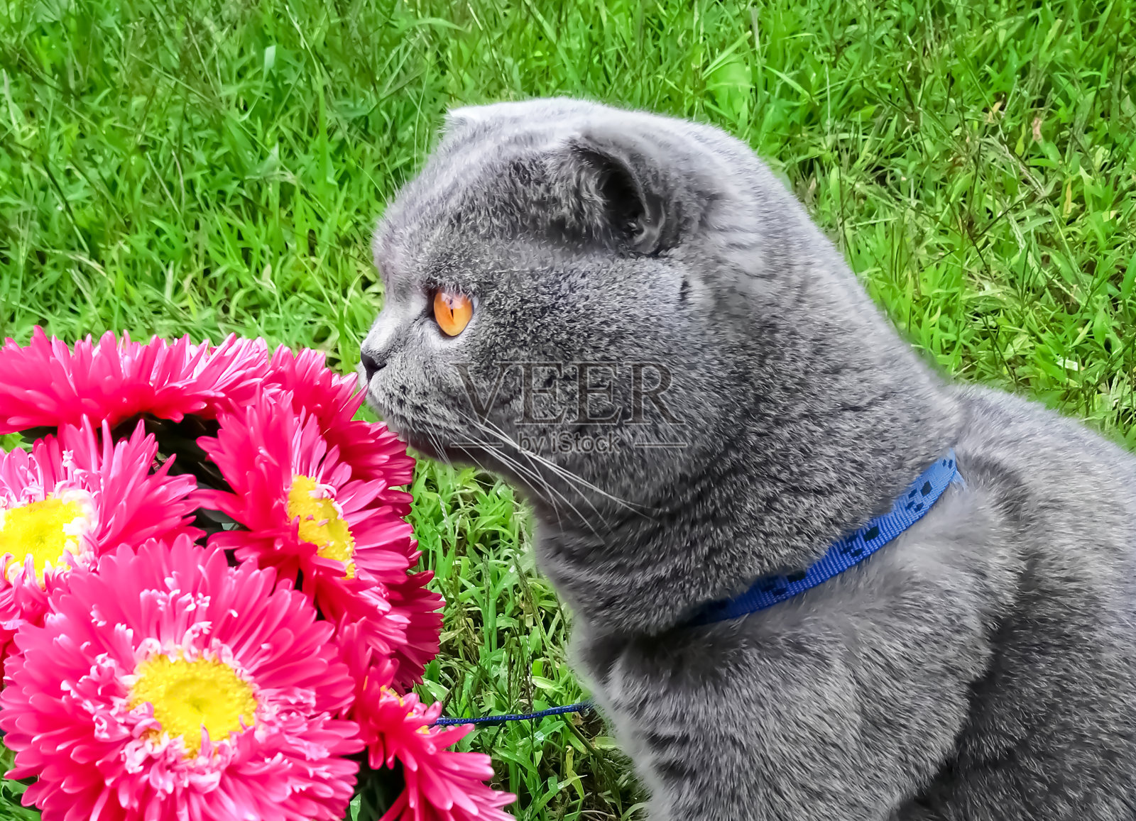 猫嗅着粉红色的紫菀。在一片绿色的草坪上，一只名叫Shobland Fold的家猫正在闻一束花。照片摄影图片