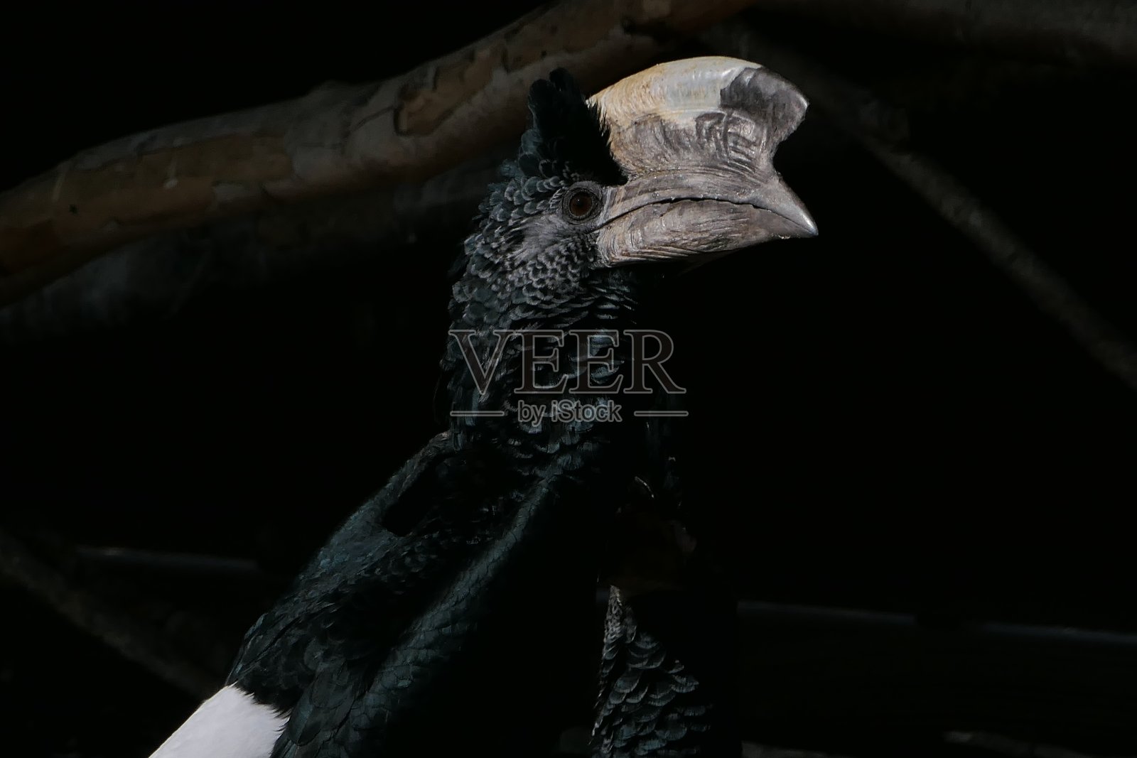 灰颊犀鸟，锡琴非洲保护区，奥德照片摄影图片