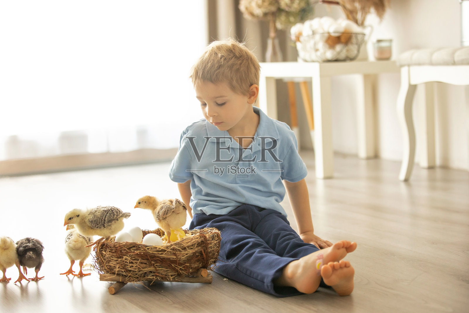 可爱的孩子在家里与小新生小鸡，享受，可爱的孩子和动物朋友在阳光明媚的房间照片摄影图片