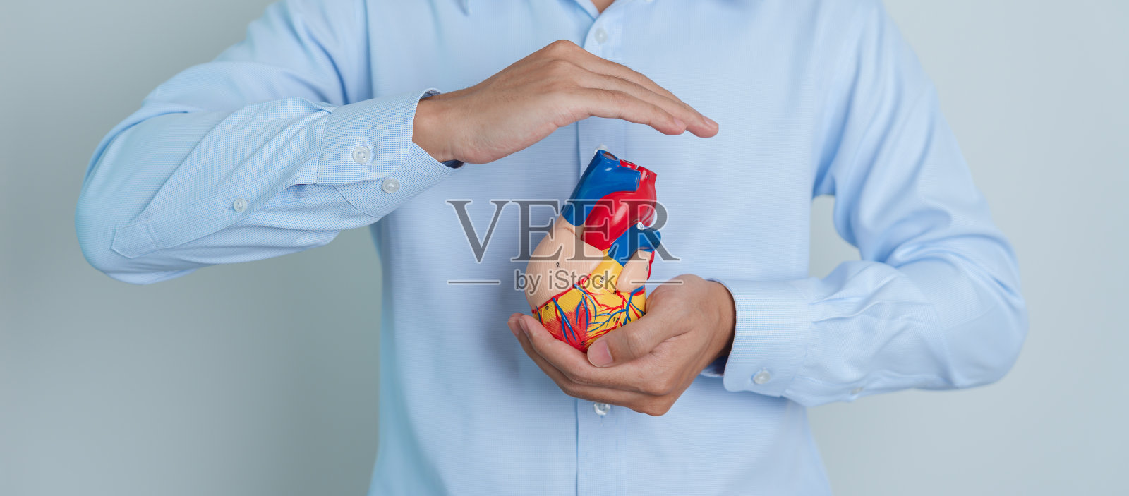 人拿着人的心脏模型。心血管疾病，动脉粥样硬化，高血压心脏，瓣膜心脏，主动脉肺窗，世界心脏日和健康概念照片摄影图片