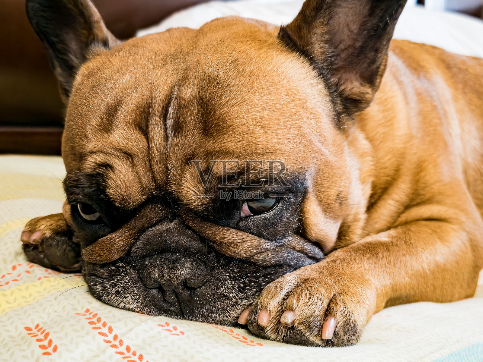 小鹿法国斗牛犬，枪口上戴着黑色面具，特写。照片摄影图片