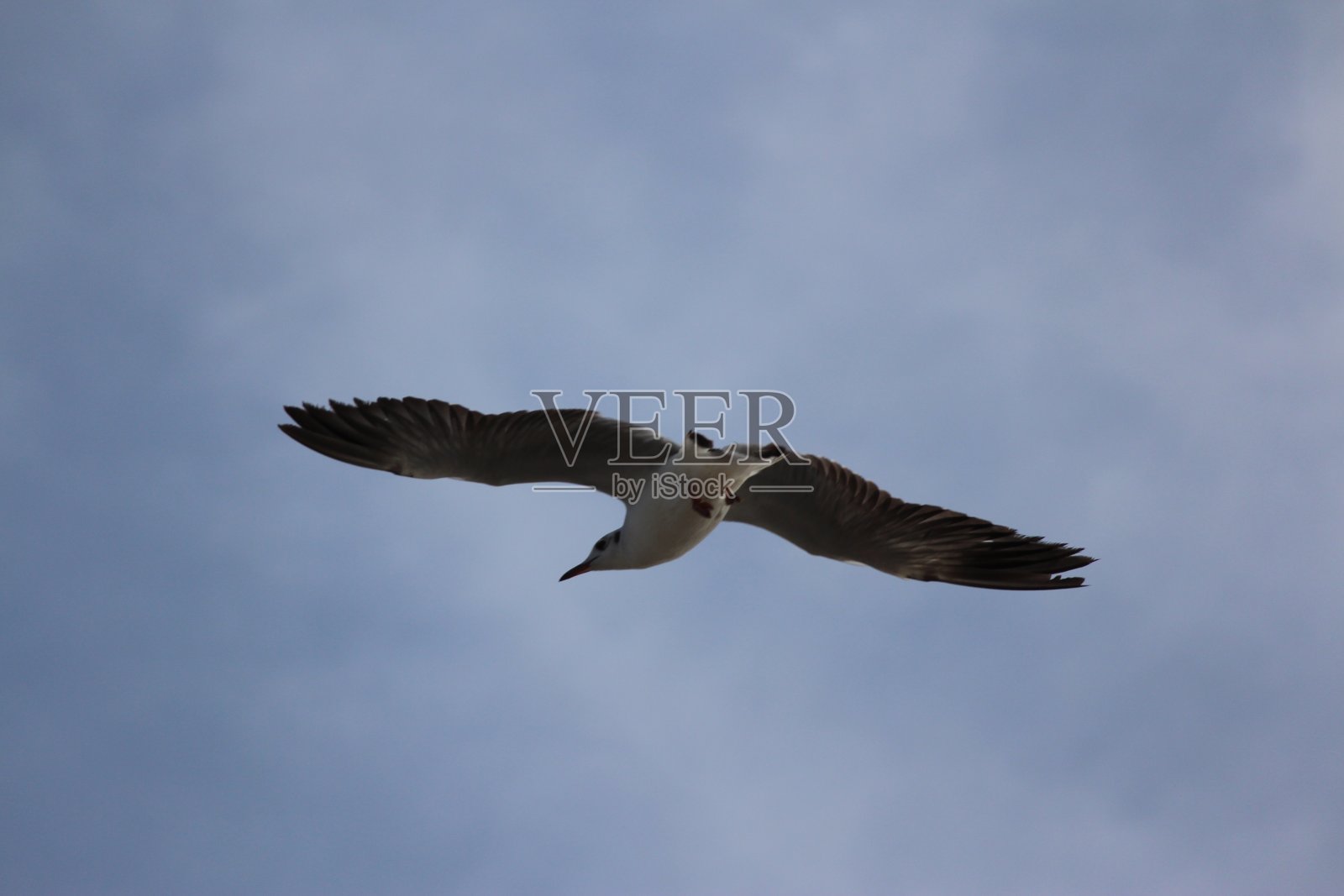 海鸥在蓝天上飞翔照片摄影图片