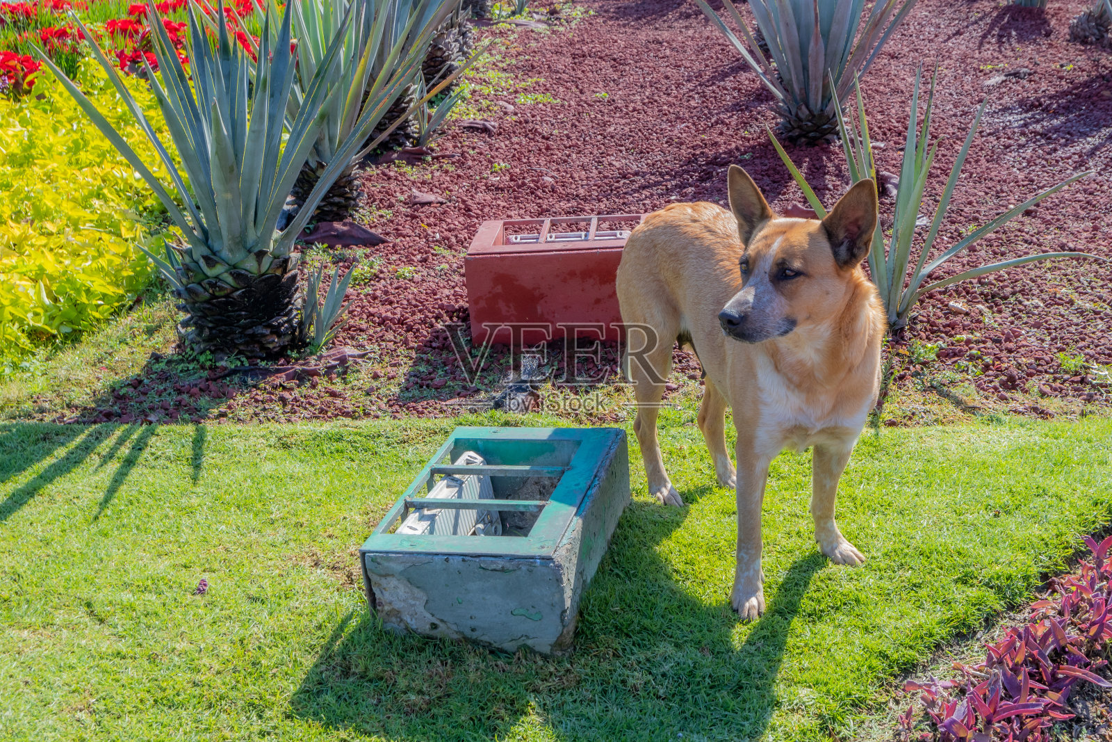 没有项圈，有白色斑点的棕色狗躺在绿草地上照片摄影图片