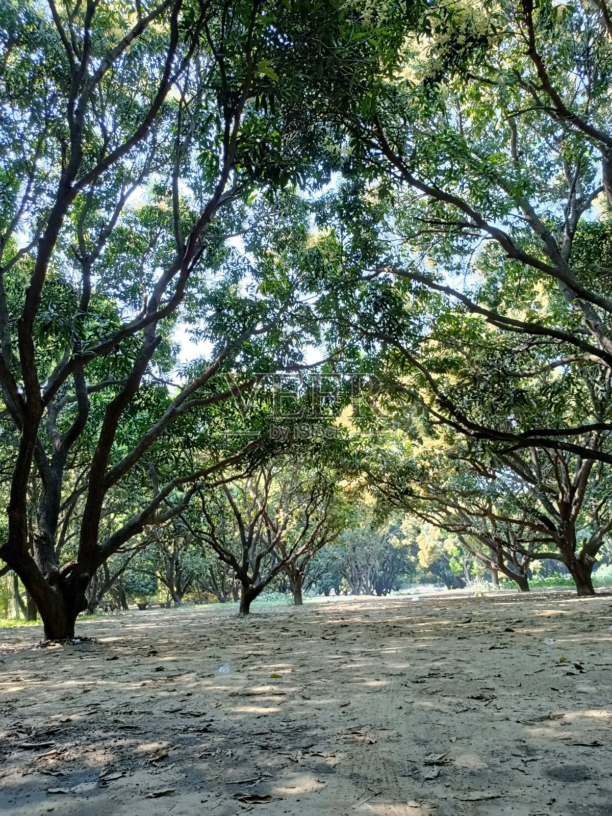 一片森林照片摄影图片