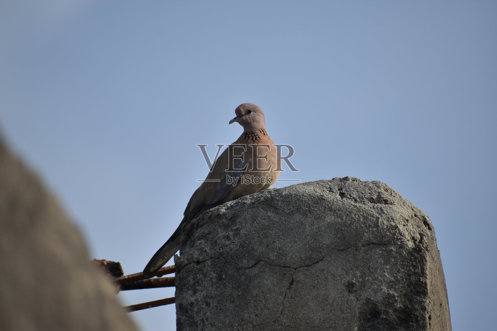 鸟类收藏照片摄影图片