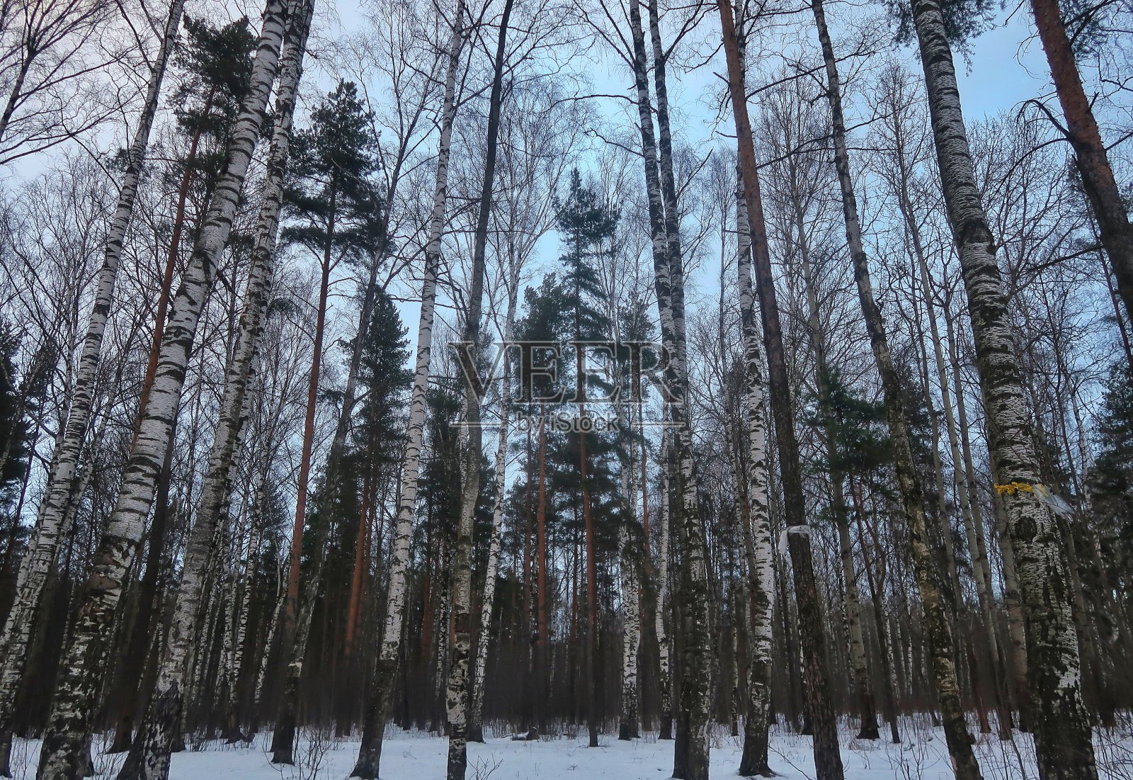 冬季自然照片摄影图片