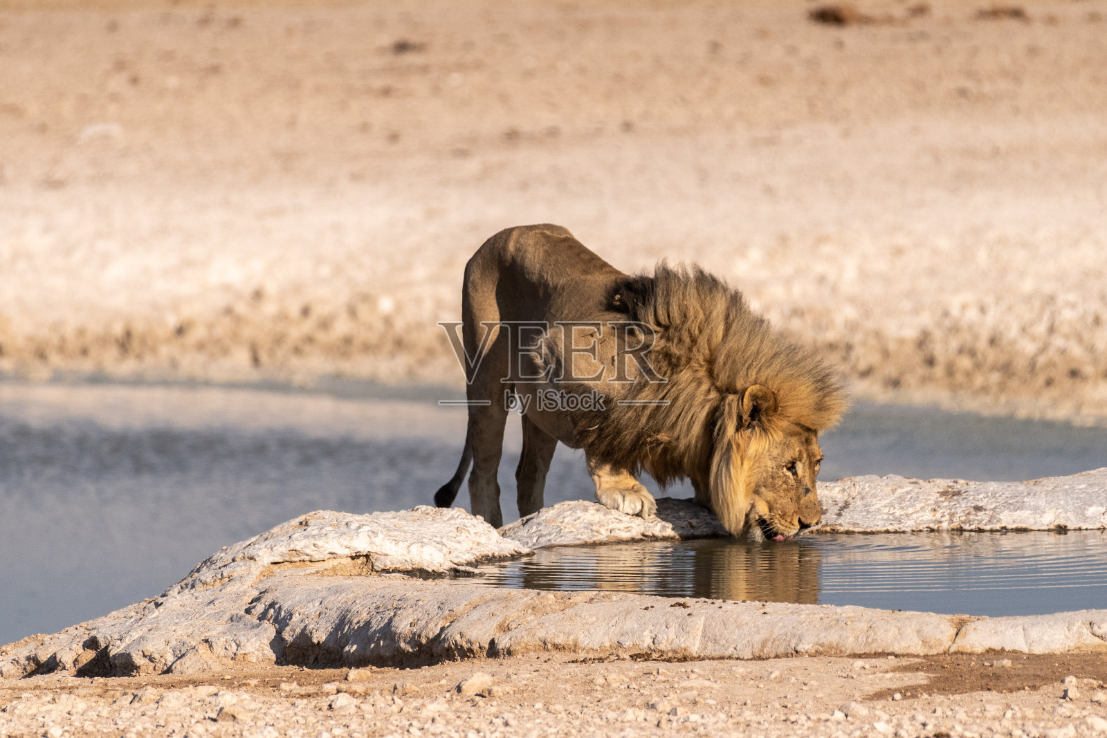 埃托沙的狮子照片摄影图片