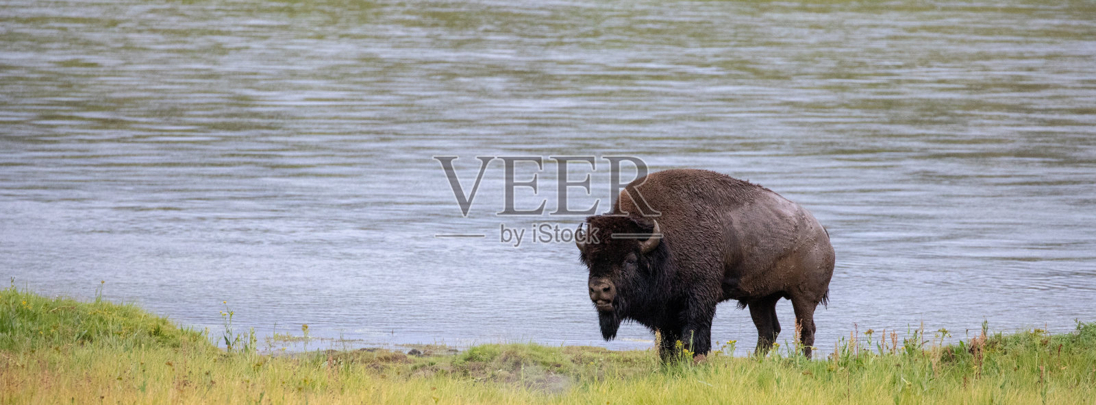美国黄石国家公园海登谷黄石河岸边的水牛照片摄影图片