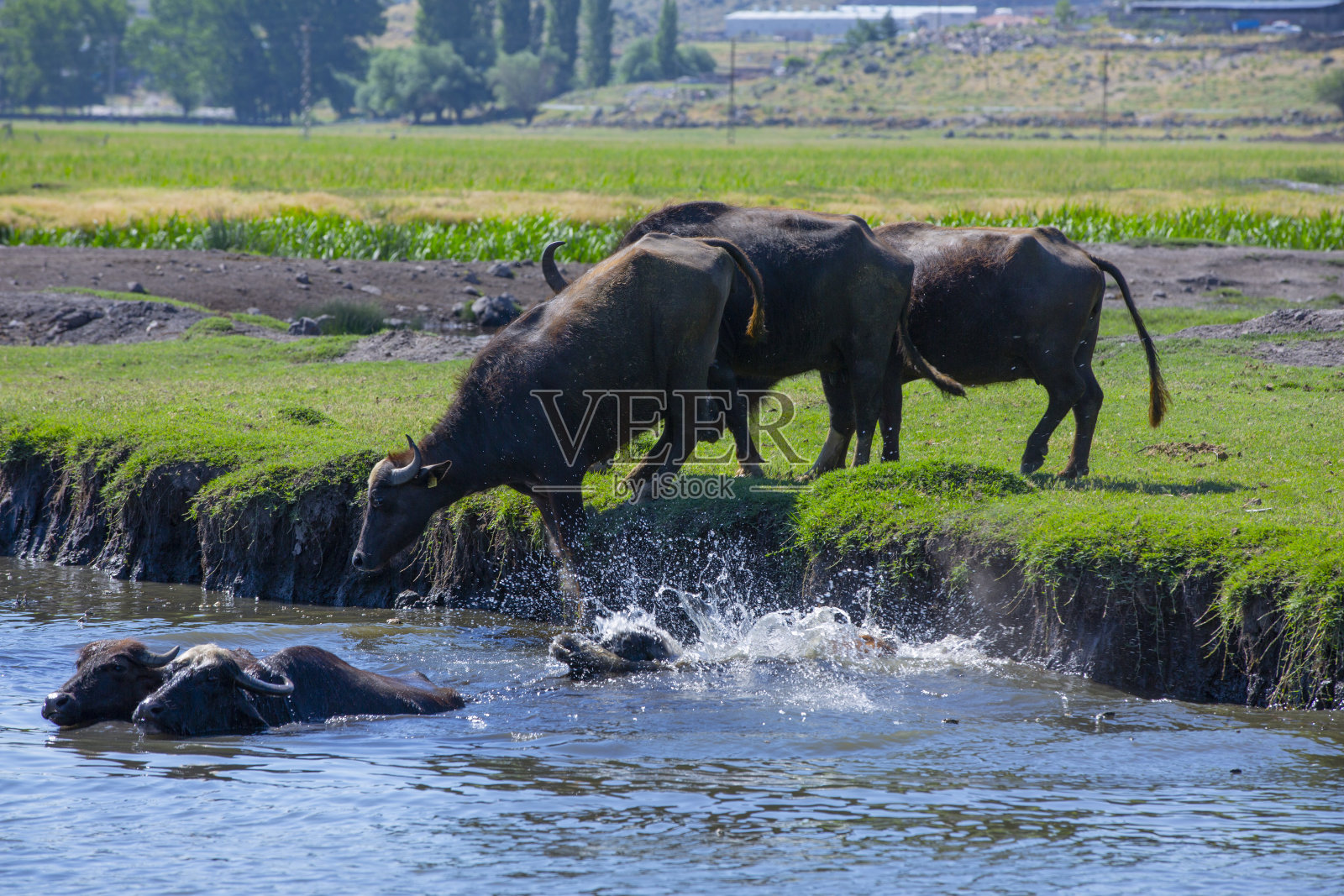 水牛是沼泽水牛的一种，也被称为家养水牛。照片摄影图片