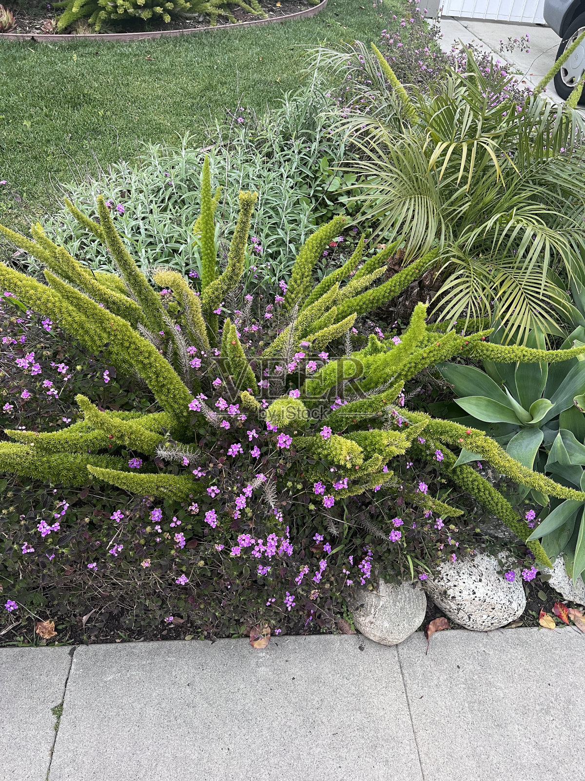 加州的自然风光照片摄影图片