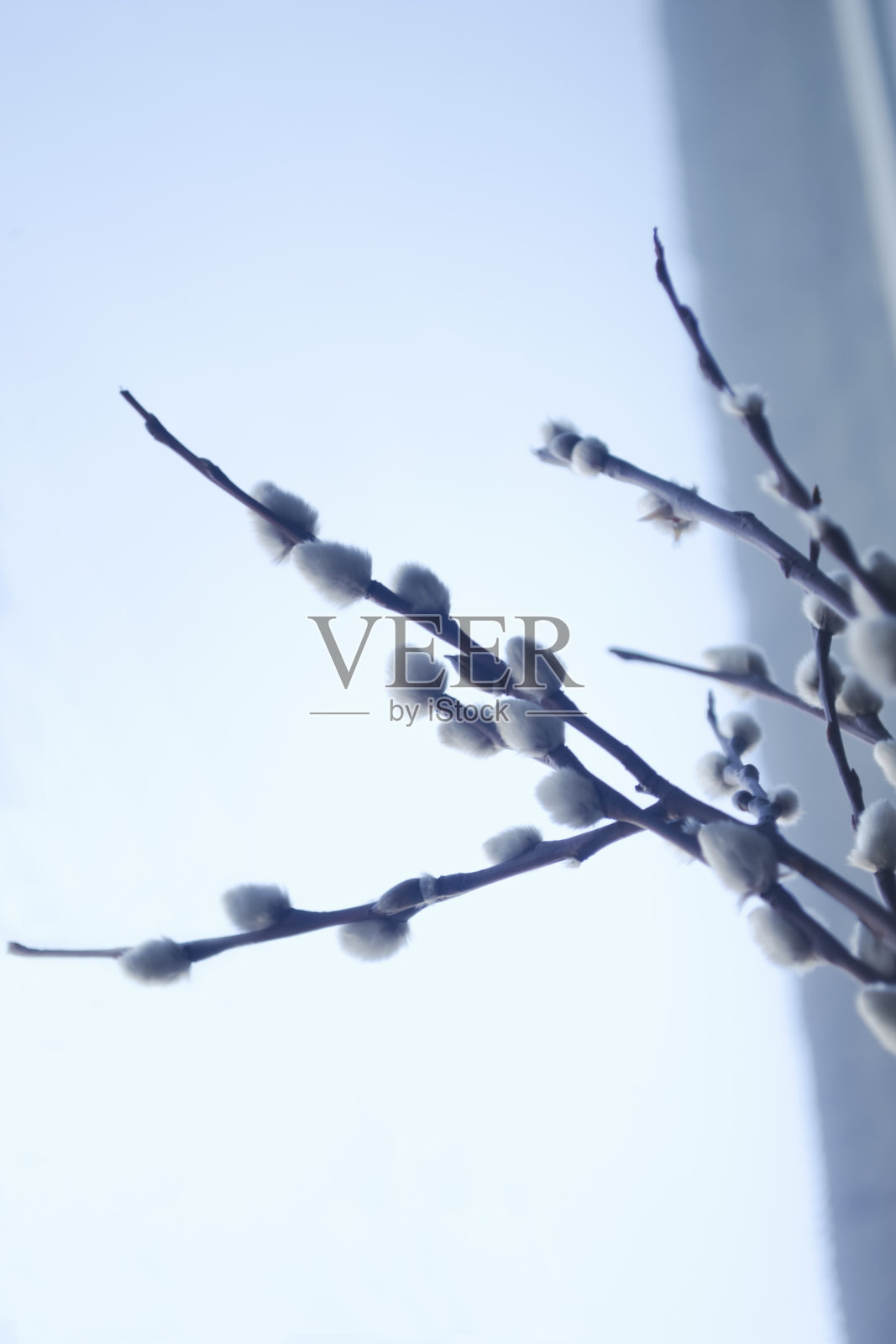 柳枝映衬着窗户的背景。在明亮的窗户的背景下，深色的柳枝和柔软的芽形成鲜明的对比。春天复活节美丽的柳树。照片摄影图片