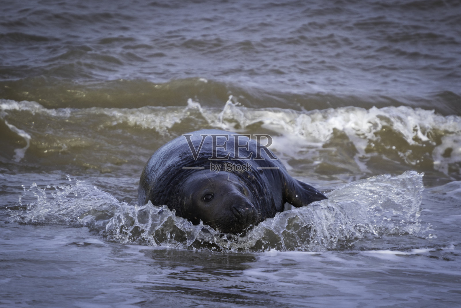 灰海豹乘风破浪照片摄影图片