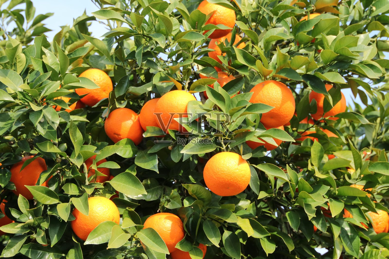 夏天的橙子照片摄影图片