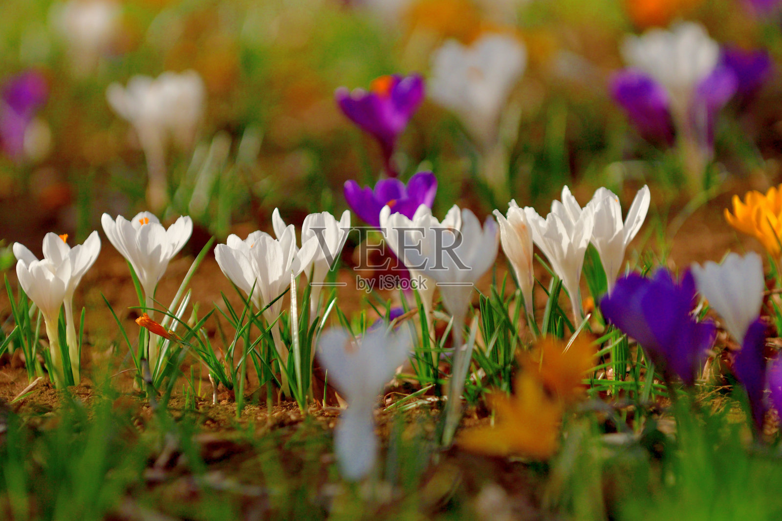 番红花的花照片摄影图片